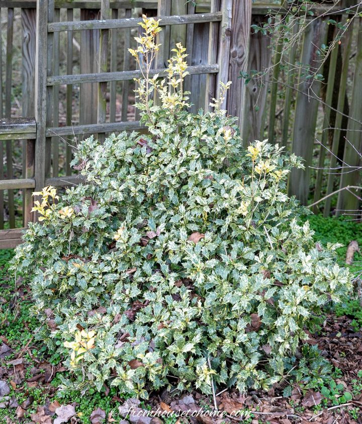 Variegated English Holly (Ilex aquifolium 'Argentea Marginata')