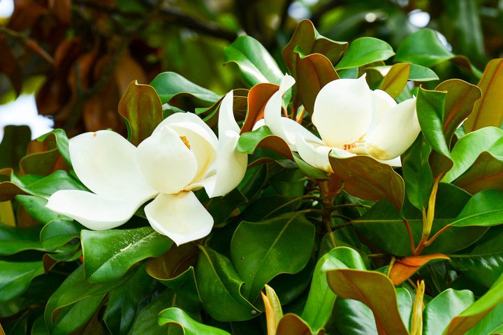 Flowers and foliage of Magnolia grandiflora (Southern magnolia)