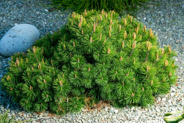 Dwarf Mugo Pine in a rock garden