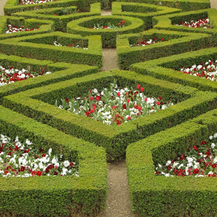 Boxwood hedge maze with red and white flowers growing in the middle