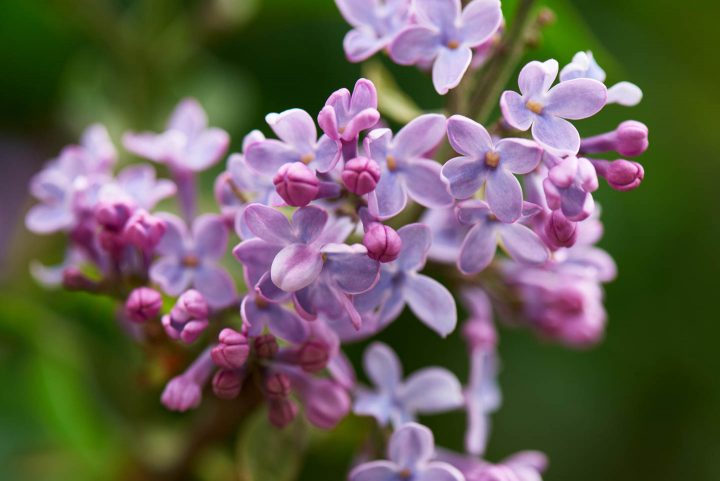 close up of a lilac blossom