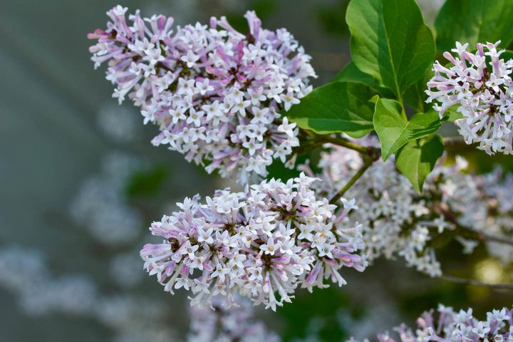 Miss Kim Korean lilac (Syringa pubescens subsp. patula 'Miss Kim')