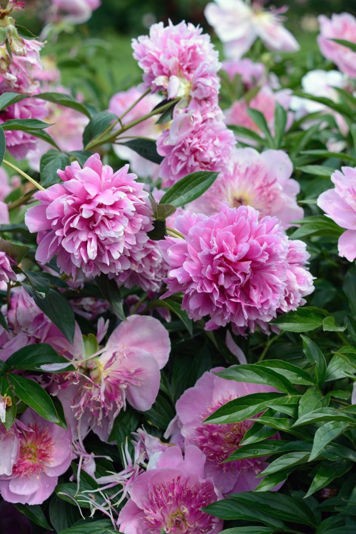 Blooming peony plant