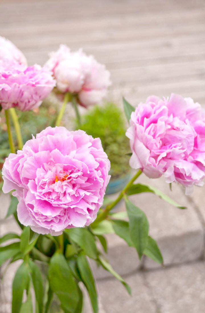 Large peonies blooming on a plant