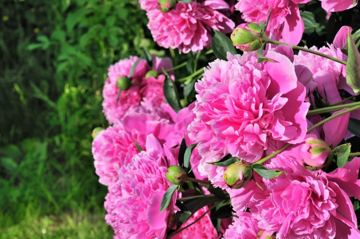 beautiful pink peony bush growing in the garden