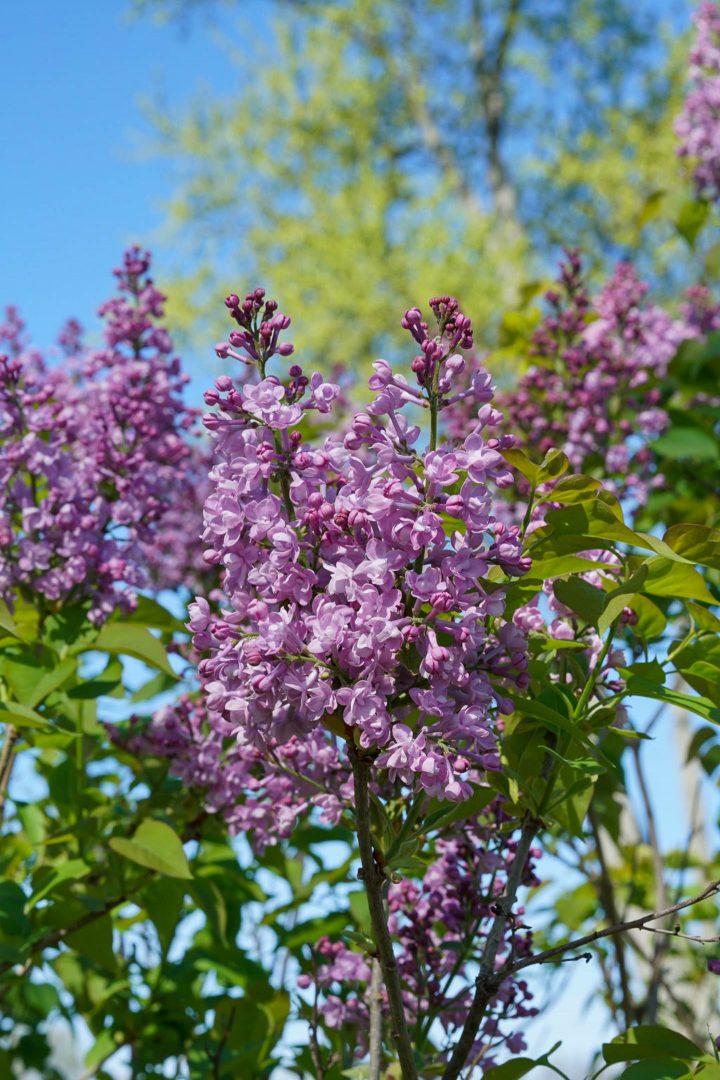 Scentara® Double Blue lilac