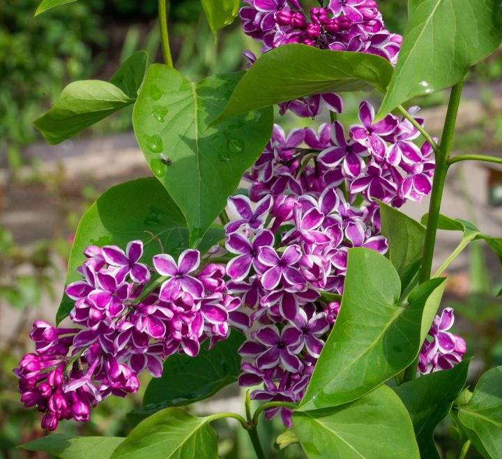 Lilac flower