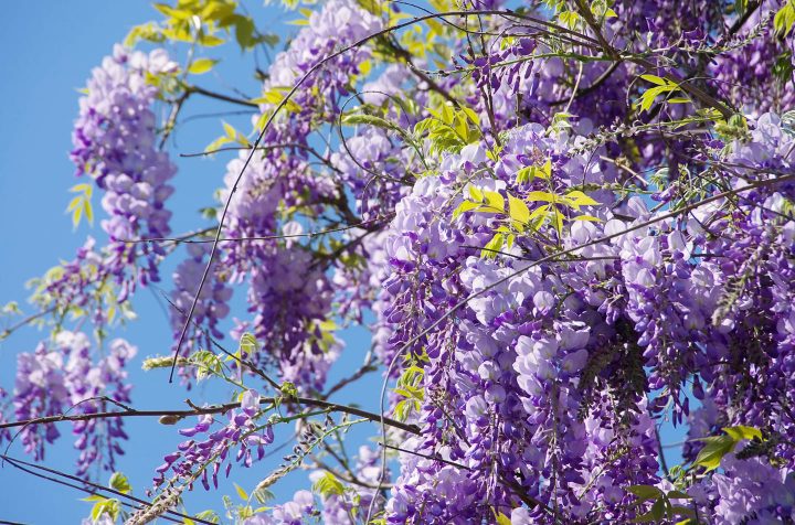 Alkaline soil plants: Wisteria