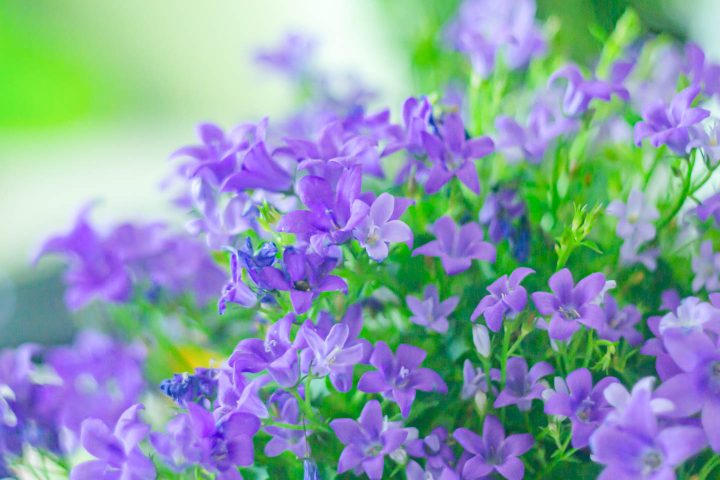 purple Browallia flowers
