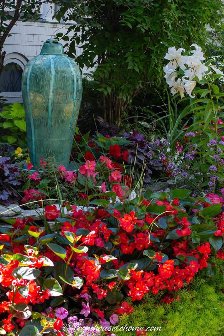 Dragon wing begonias planted in a shade garden
