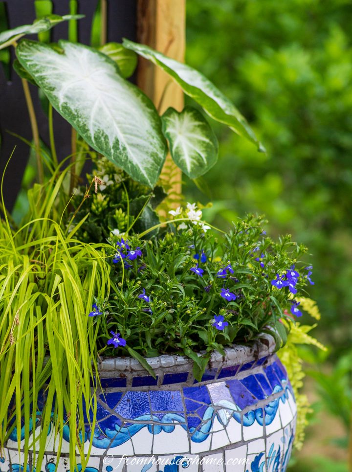 Lobelia with caladiums and sedge grass in a container