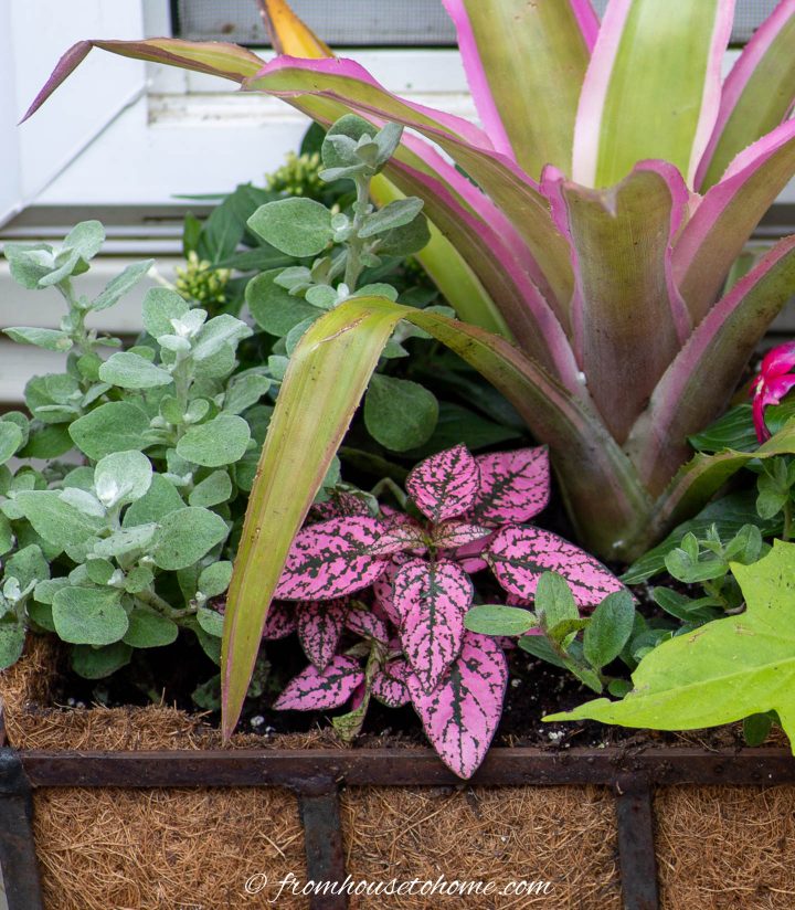 Pink polka dot plant in a shady window box
