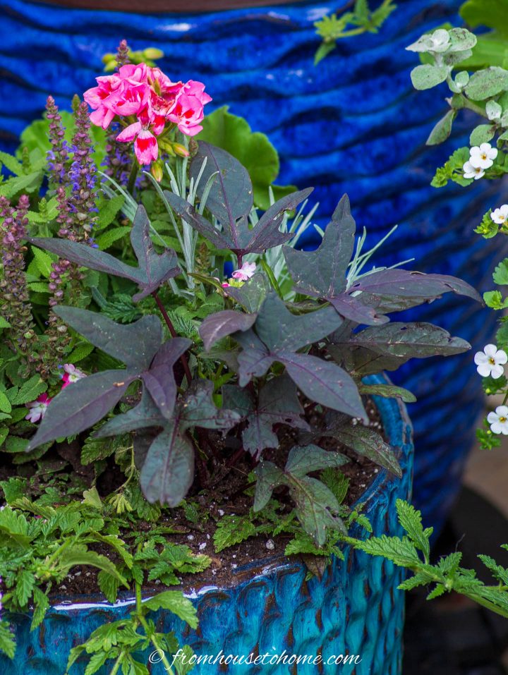 sweet potato vine with black leaves