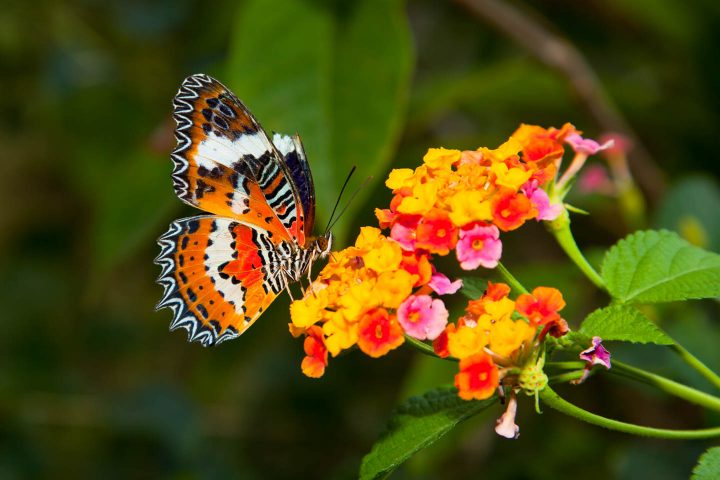 Beautiful Butterfly on Colorful Flower