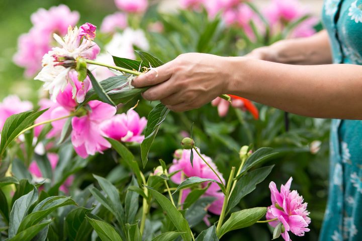 A woman removing a spent peony bloom