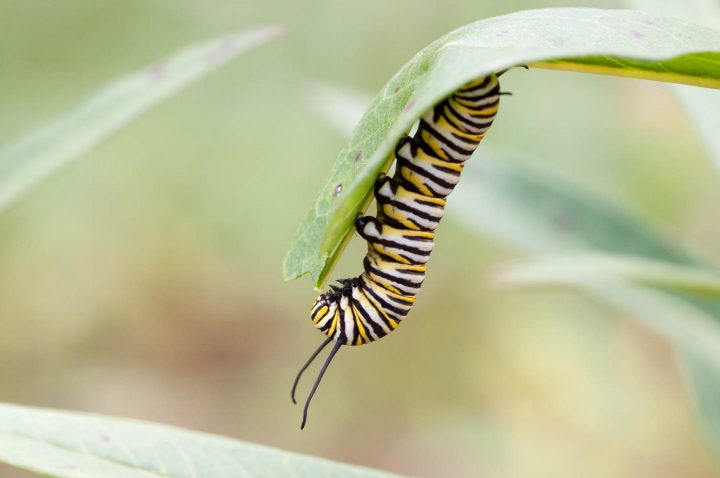Monarch caterpillar eating a milkweed plant