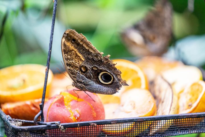 Clipper butterfly feeding on fruit in a butterfly plate