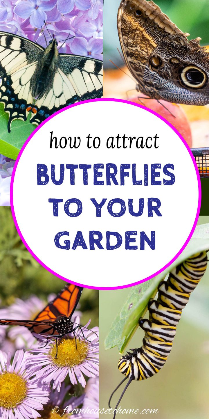 how to attract butterflies to your garden