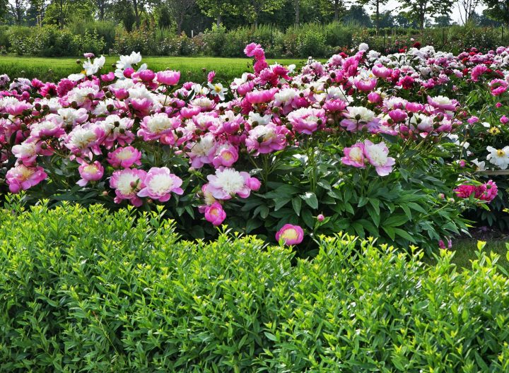 Peonies growing as a hedge