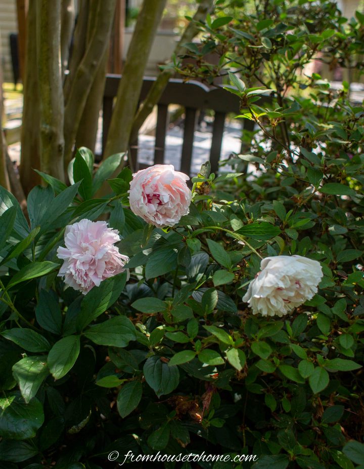 Peony "Eden's Perfume" growing in part shade in a southern garden