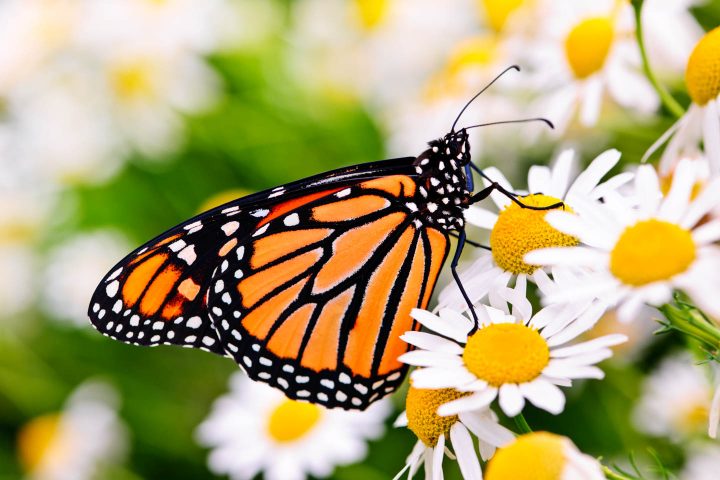 Monarch butterfly sitting on chamomile flowers