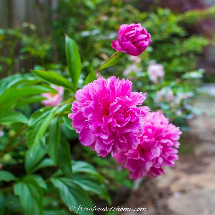 Double peony 'Karl Rosenfeld'