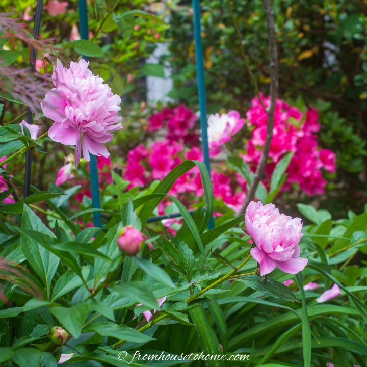 Pink peonies growing in the garden