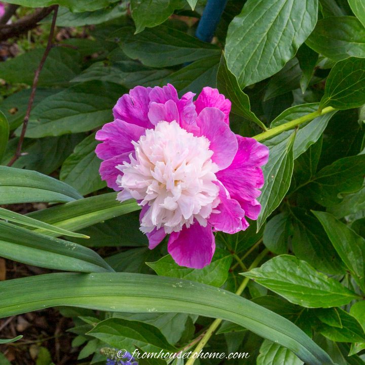Semi double peony 'Santa Fe'