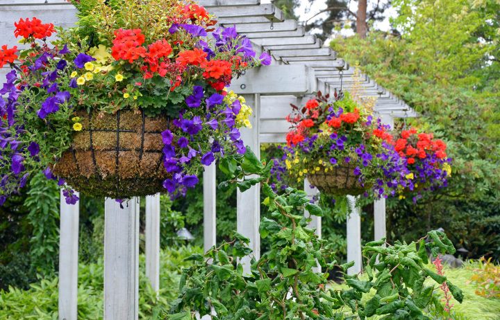 Red geraniums with purple and yellow petunias in wire hanging baskets with coconut liners