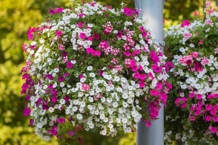 Pink and white petunias with pink ivy geraniums completely covering the planter