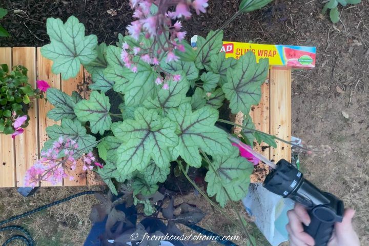 Hanging basket plants being watered with a hose