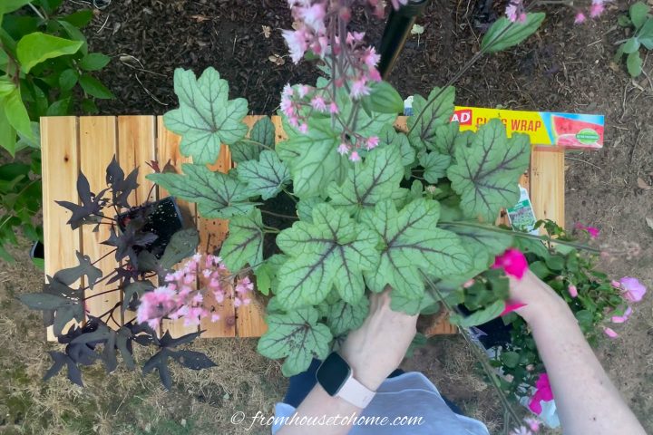 Plants being added to the hanging basket