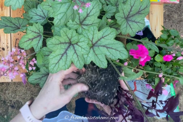 How to separate the plant roots before planting