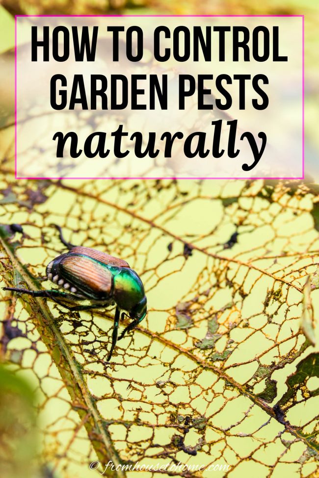 How To Control Garden Pests Naturally (10 Organic Insect Repellents)