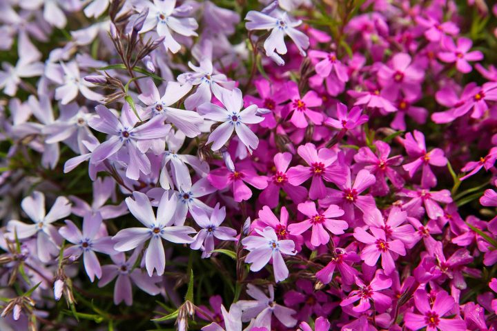 pink and white creeping Phlox flowers