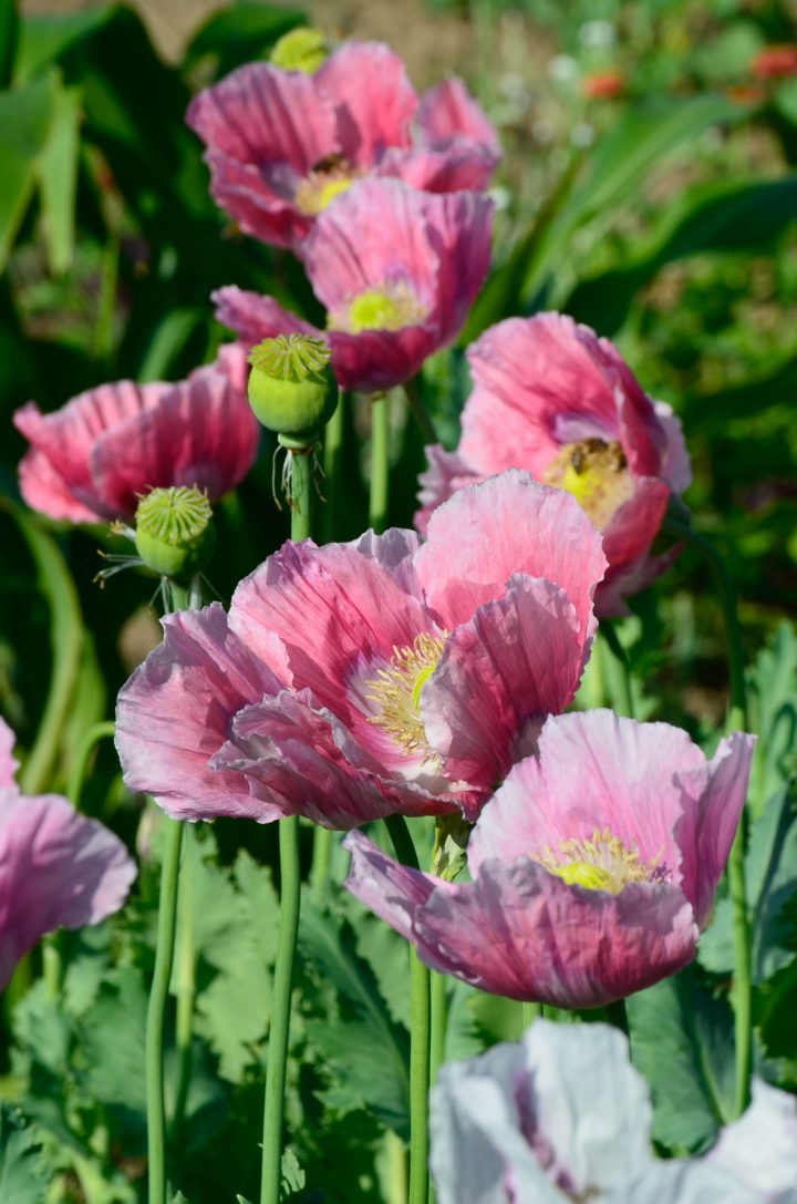 perennial poppies