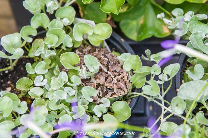 Toad sitting in a potted plant