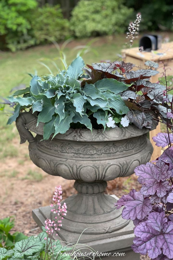 Hosta and heuchera planted in a container