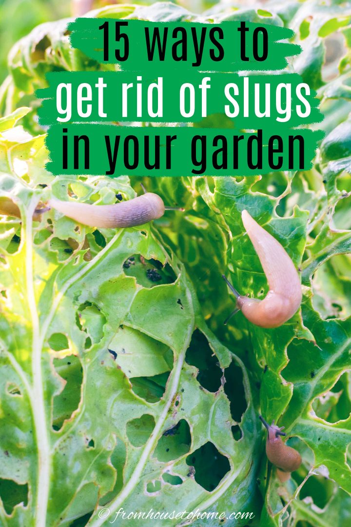 15 ways to get rid of slugs in your garden