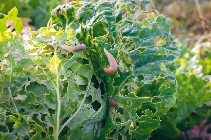 Cabbage with slugs on it and holes in the leaves caused by slugs