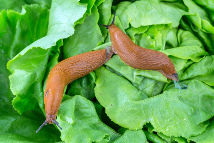 Slugs eating lettuce leaves