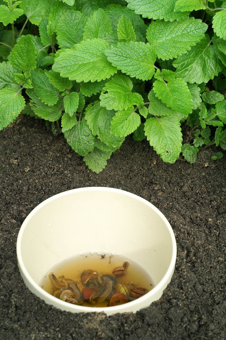 Container with beer and dead slugs and snails in the garden