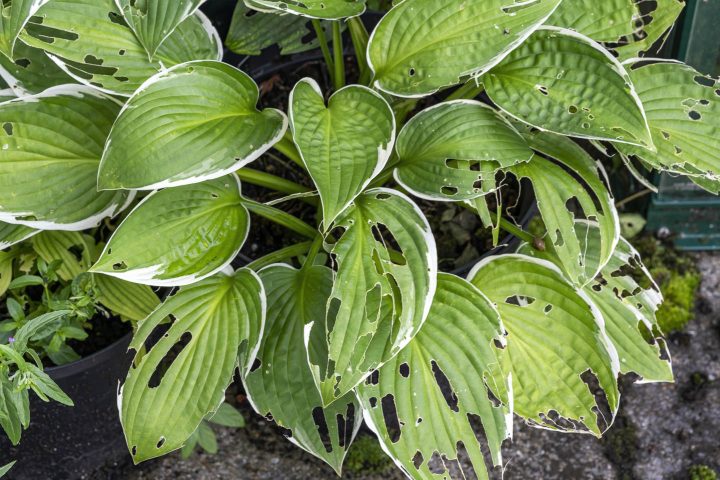 Hosta leaves with slug damage