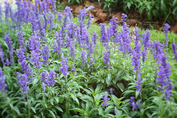 Purple salvia growing in the garden
