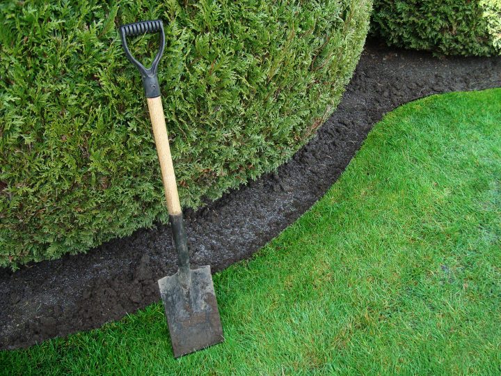 Shovel and trench edging between grass and clipped evergreens