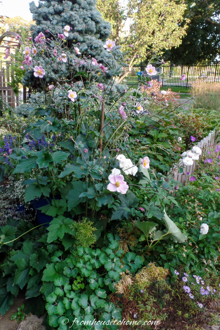 Japanese Anemones blooming in the front garden in the autumn