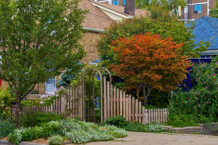 A small city garden in the fall with a Japanese Maple with orange leaves