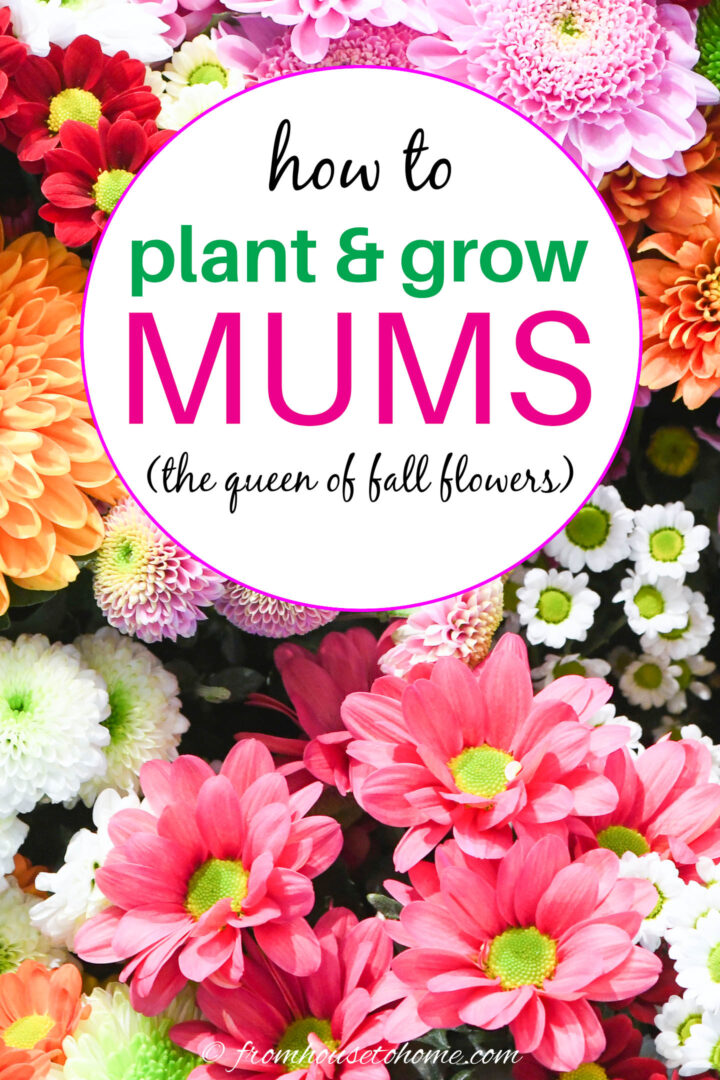 How to plant & grow Mums (the queen of fall flowers)