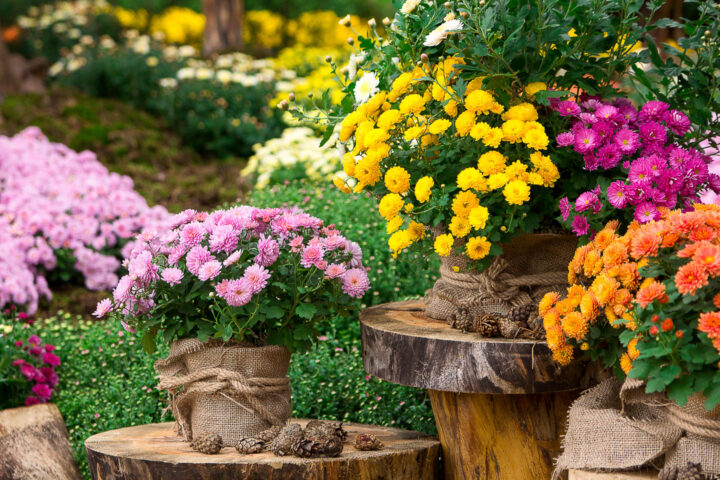 Mums growing in pots and in the garden