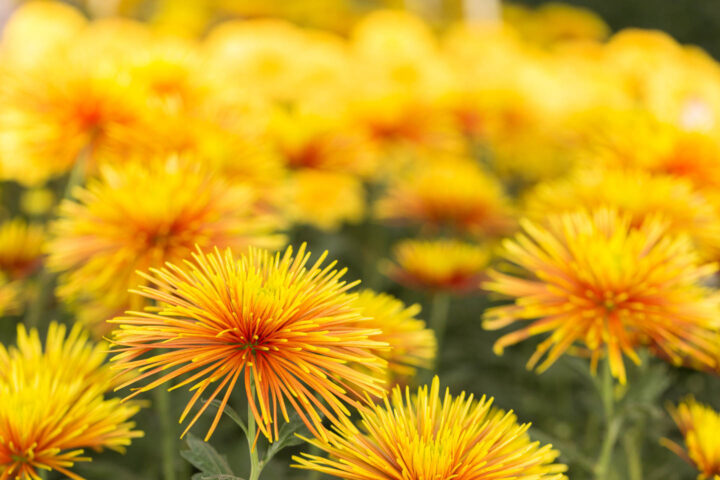 Yellow and orange quilled Chrysanthemums